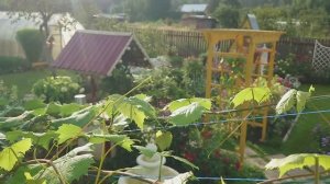 6 часов утра 7 августа 2025 года. Солнечный видео привет с 6 соток