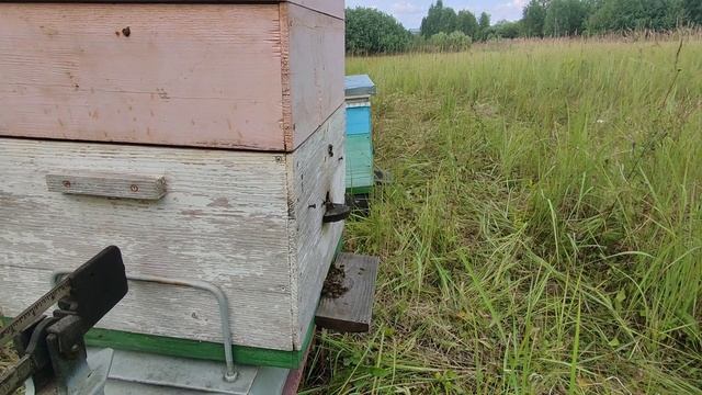 Подсолнух. Привес 1,2кг смотреть онлайн