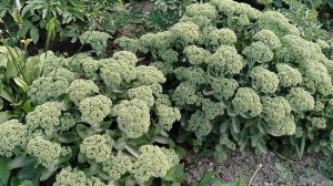 Очиток Видный (Sedum spectabile) неудача в нашем саду и красота в московском цветнике 2025