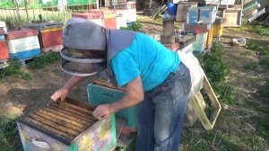 Ферзевый гамбит, против роения...!