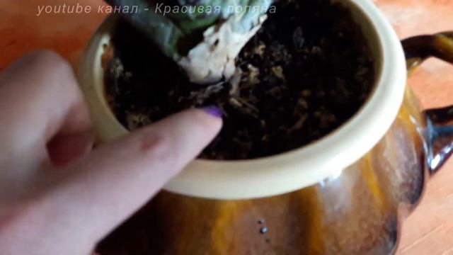 Вриезия (Фризея) - цветение. Как ухаживать, полив и размножение в домашних условиях. смотреть онлайн