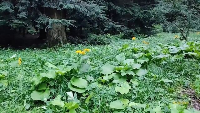 Главный ботанический сад имени Н. В. Цицина РАН 06.08.2025