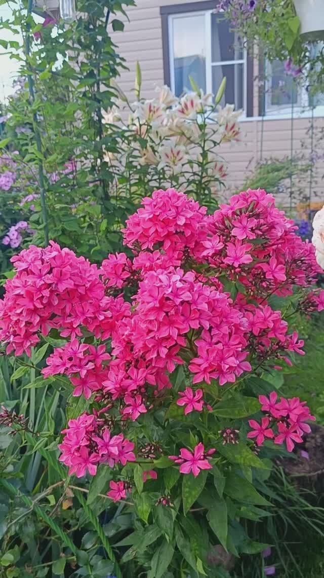 Флокс Клеопатра