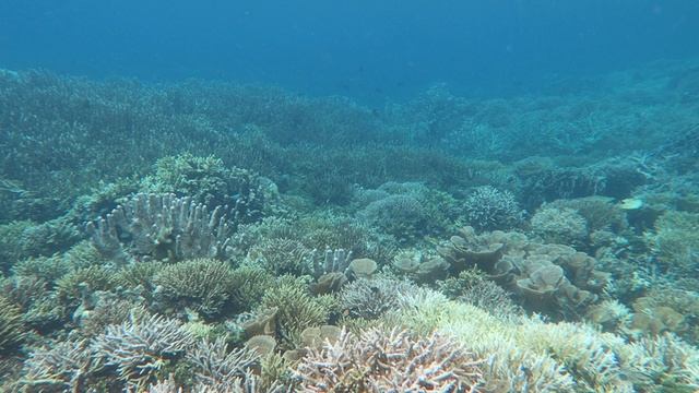 Pianemo Barracuda Reef 2025