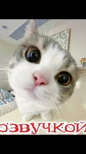 Приколы с котами! С ОЗВУЧКОЙ! Смешные коты! Самые смешные животные!