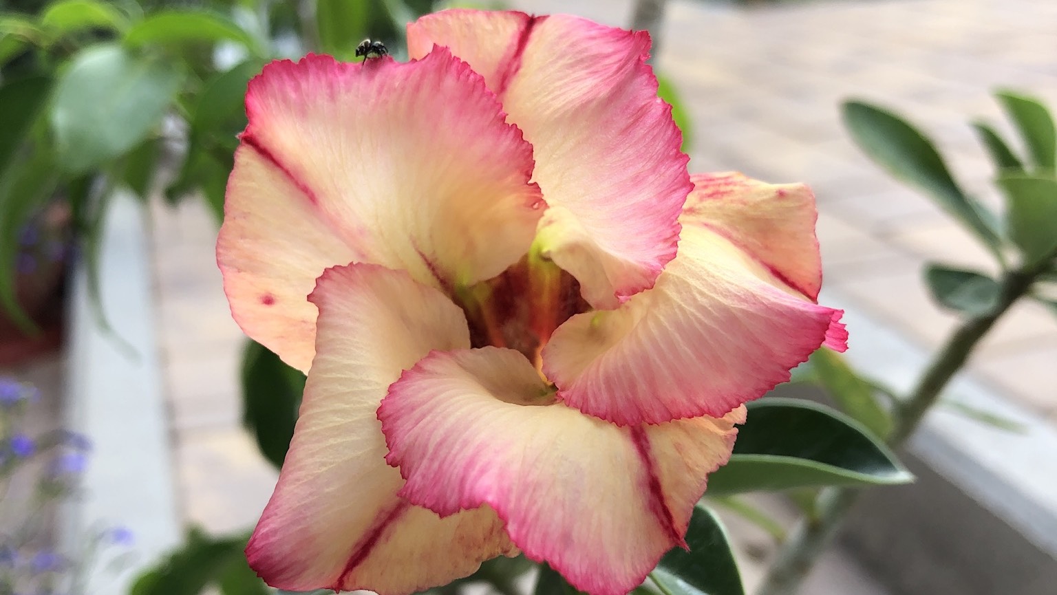 Цветение Адениума выращенного из семян 3 года назад! #суккуленты #розапустыни #love #garden смотреть онлайн