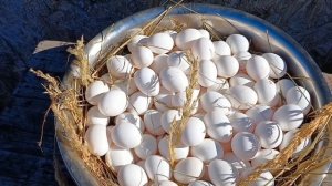 РЕАЛИЗУЕМ ИНКУБАЦИОННОЕ ЯЙЦО!!! САМОЙ ЯЙЦЕНОСКОЙ ПОРОДЫ КУР В МИРЕ!!!