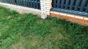 Мопеды сериал | Серия 1476