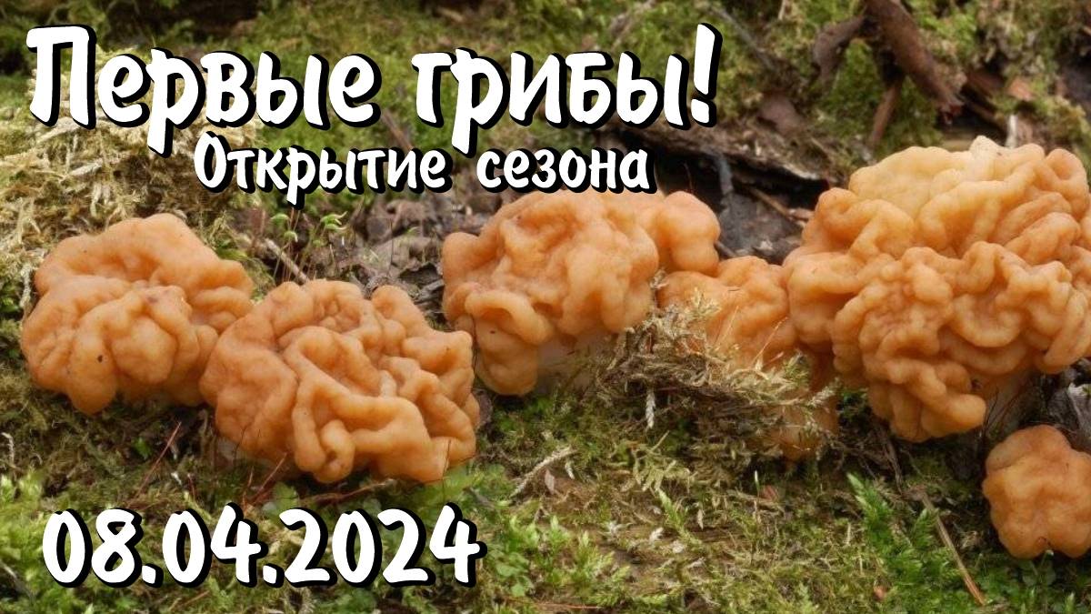 Первые грибы!!! 08.04.2024 смотреть онлайн