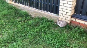 Мопеды сериал | Серия 1462