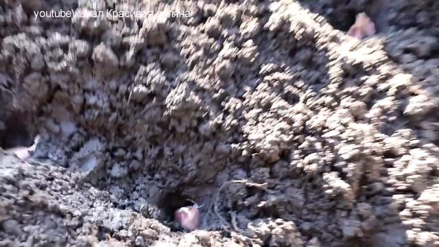 Когда и как сажать чеснок. Как выбрать чеснок для посадки. Как посадить чеснок смотреть онлайн