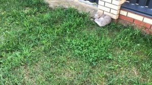 Мопеды сериал | Серия 1427