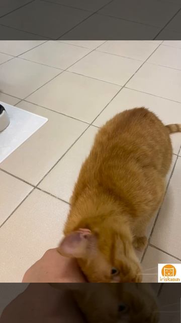 Паштетная Душа 😅