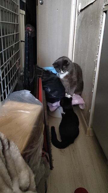 Кошачьи будни