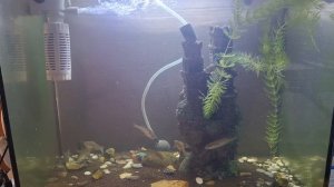 Верховка аквариум