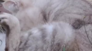 Мопеды сериал | Серия 1472