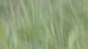 Мопеды сериал | Серия 1492