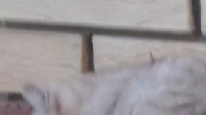 Мопеды сериал | Серия 1500