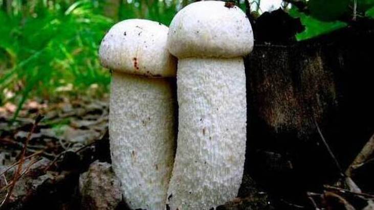 Грибник зашел в лес и обалдел. Грибы полянами, лес усеян благородными грибами. смотреть онлайн