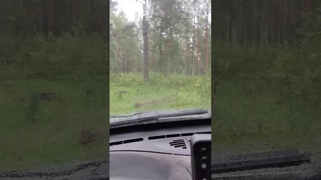 на машине в лесу, в дождь заходите, в прямая трансляция пообщаемся смотреть онлайн