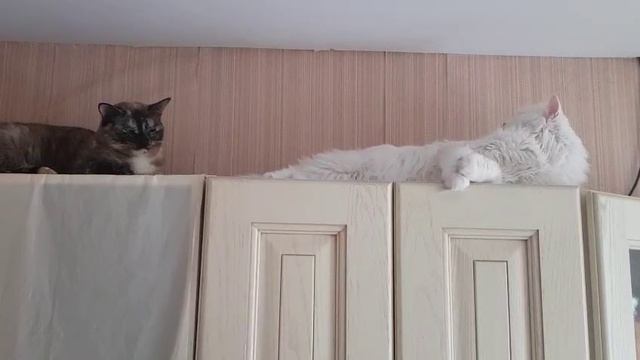 Леся и Сёма - Спортсмены смотреть онлайн