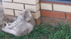 Мопеды сериал | Серия 1481