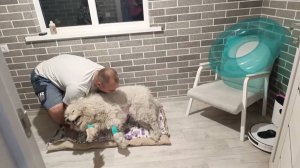 НЕ СПАСЛИ! БЕЛКИ БОЛЬШЕ НЕТ!НАВСЕГДА В НАШЕМ СЕРДЦЕ 🥺❤