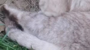 Мопеды сериал | Серия 1502