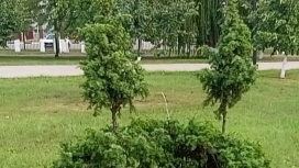 деревья в парке 07-08-2025