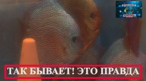 Лучшие Дискусы РОССИЯ 2025.