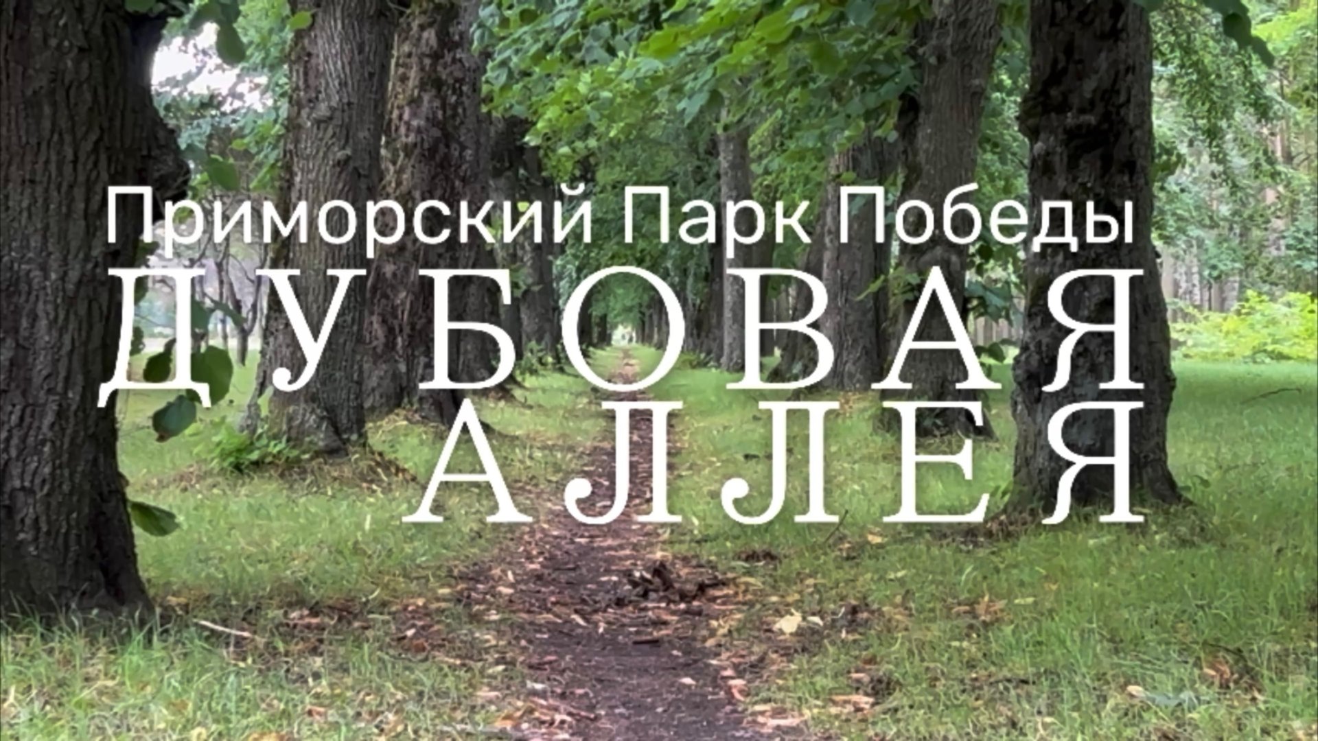 Дубовая аллея смотреть онлайн