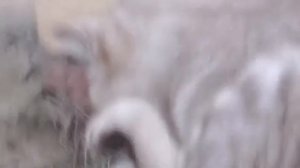 Мопеды сериал | Серия 1487