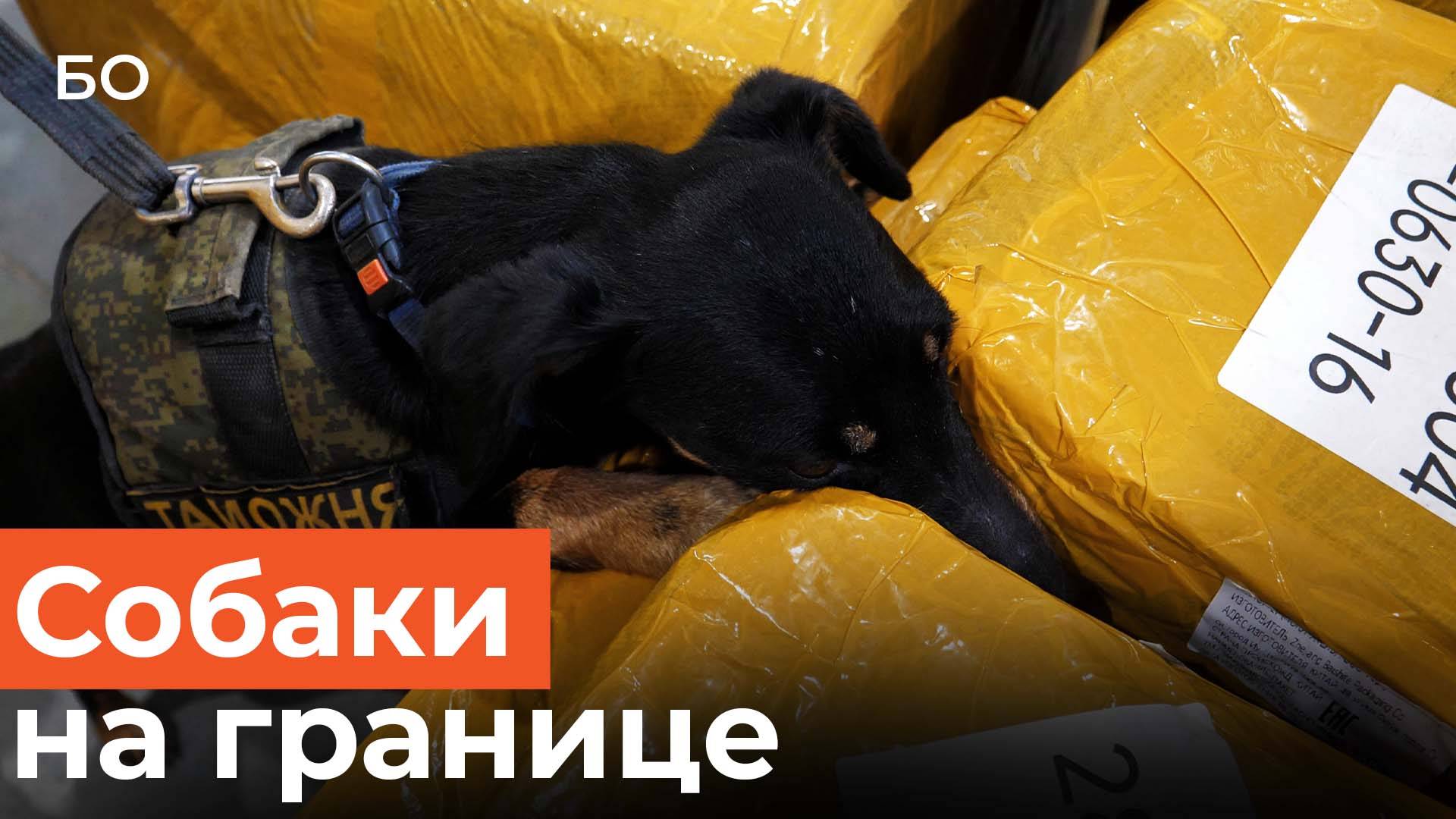 Контрабанда не пройдет. Как работают служебные собаки на таможне смотреть онлайн