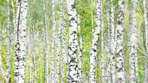 Антон и Альфия белая берёза.✔