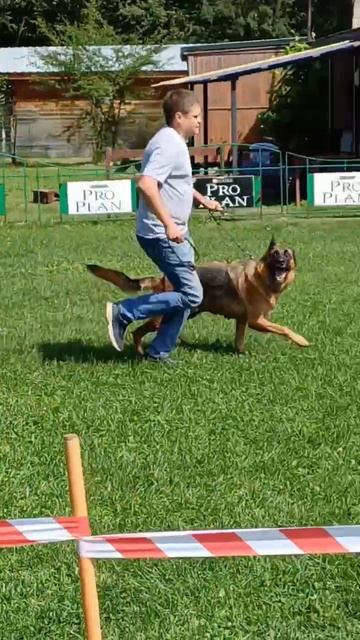 5 Отл. ЯРАМИРА с Глиняной Горки +++ №32. КЧК РЫБИНСК 19 июля`25 Моно немецких овчарок