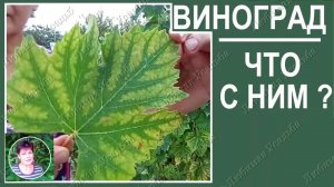 Выращивание винограда    Почему желтеют листья винограда