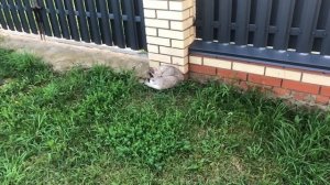 Мопеды сериал | Серия 1461