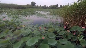 Лотосы в станице Старонижестеблиевская