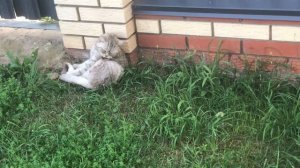 Мопеды сериал | Серия 1454