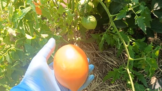 Томаты низкорослые Балерина, Таёжное золото, Иван Купала, Черри низкие сладкие сосульки. 07.08.25 г.