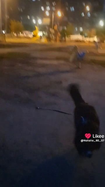 Розовый вечер. Собачка Черничка