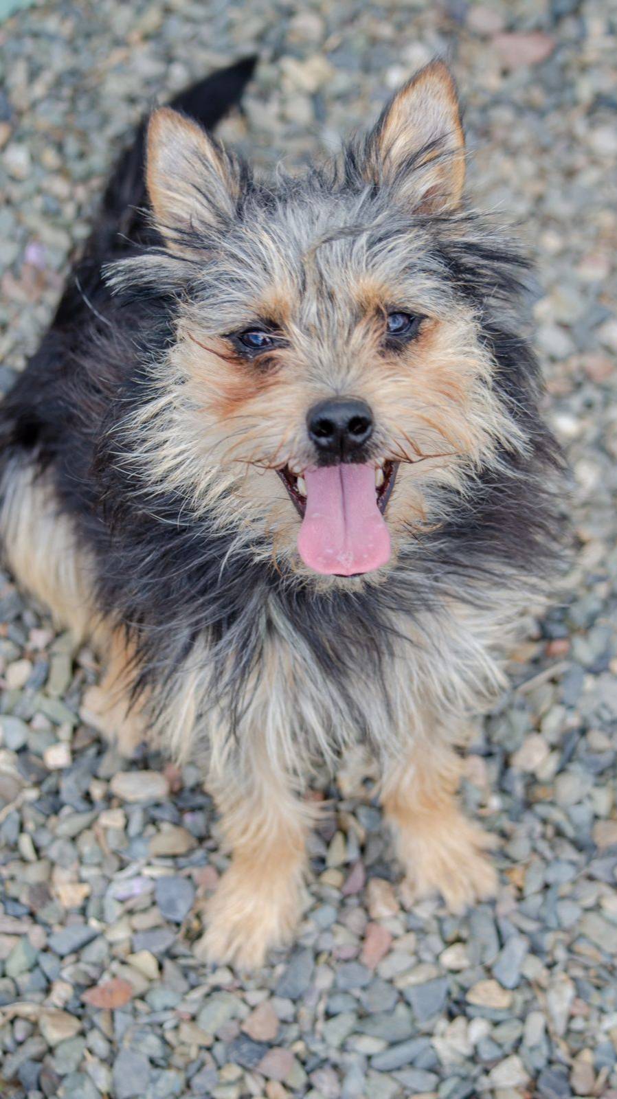 Собака в добрые руки. Крошка Жак 4 кг