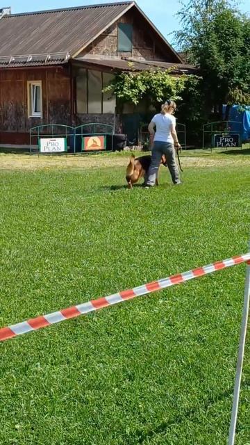 4 Отл. Нордвестлих Хоф ДАЛИЛА +++ №29. КЧК РЫБИНСК 19 июля`25 Моно немецких овчарок