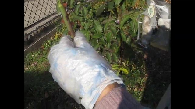 Как сохранить черенки роз осенью и посадить их весной смотреть онлайн