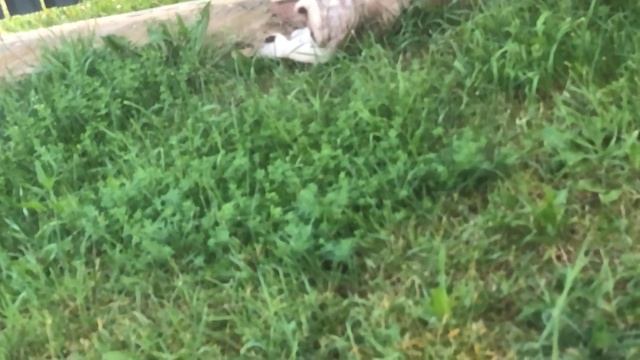 Мопеды сериал | Серия 1464