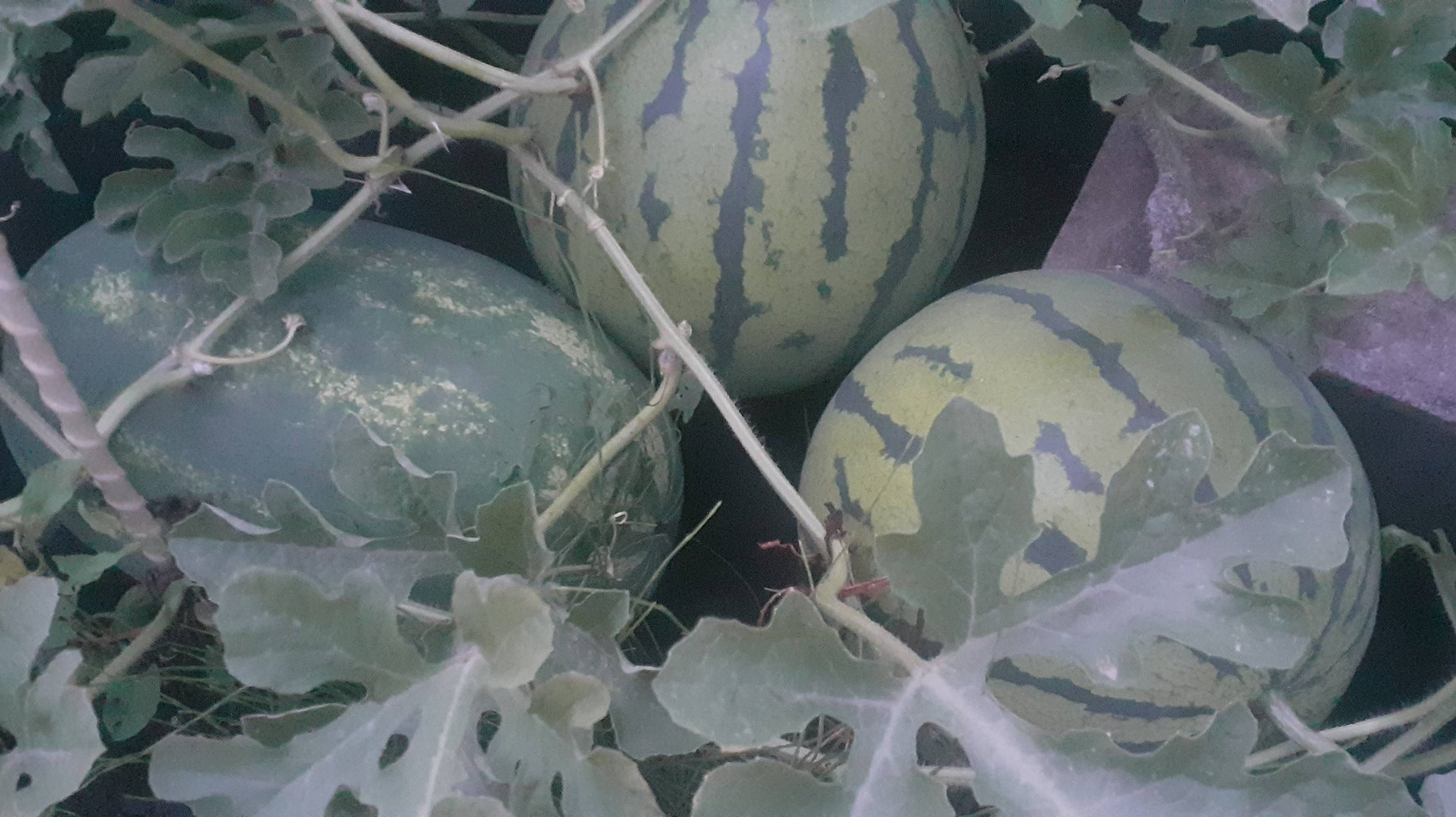 07.082025 Арбузы и дыни на сегодняшний день. Почему не пропалываю их и успеют ли вызреть? смотреть онлайн