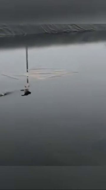 Кошачий спецназ.