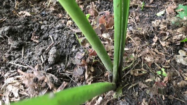 Белка вернулась. Еженедельные работы на даче смотреть онлайн