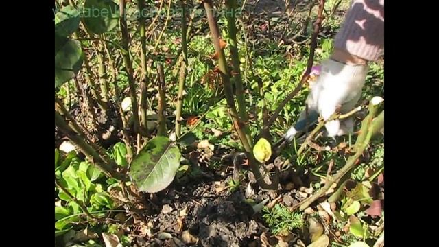 Как обрезать розы и укрыть на зиму, наш проверенный способ обрезки роз смотреть онлайн