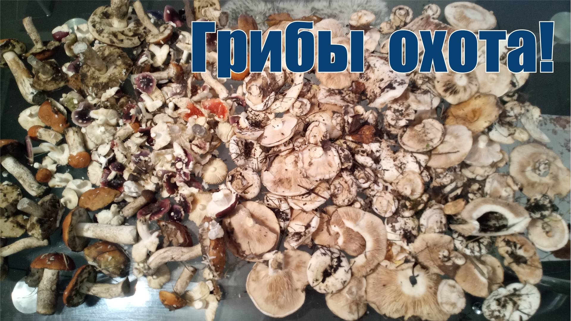 Грибы охота! смотреть онлайн